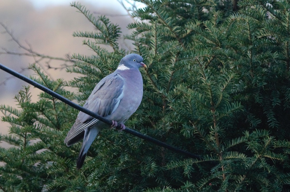 Common Wood-Pigeon (White-necked) - Nicholas Talbot