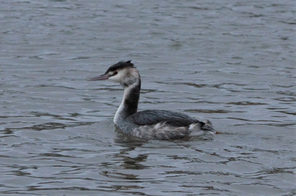 Great Crested Grebe - Nicholas Talbot