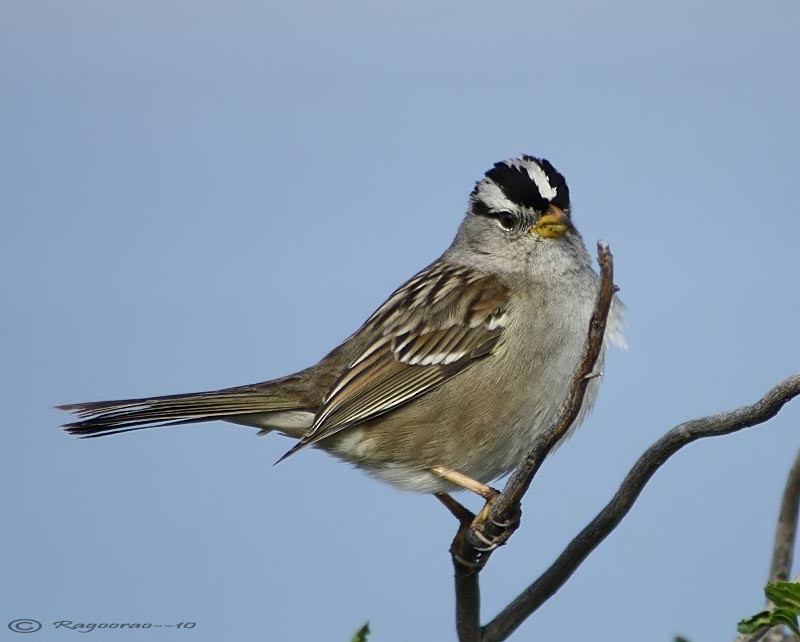 White-crowned Sparrow - Ragoo  Rao