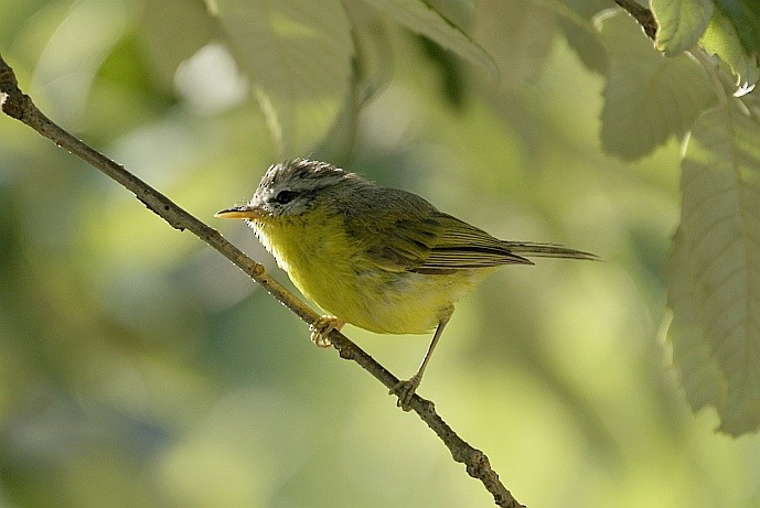 Gray-hooded Warbler - Jugal Tiwari