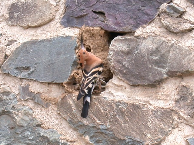 Bird at Nest Site. - Eurasian Hoopoe (Central African) - 