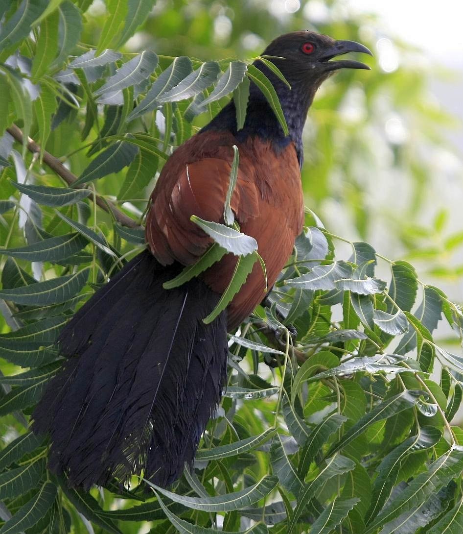 Greater Coucal - ML205549351