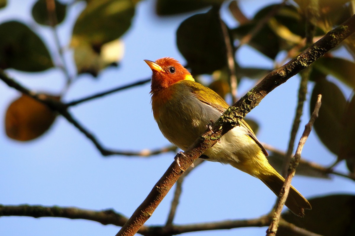 Rufous-headed Tanager - ML205549811