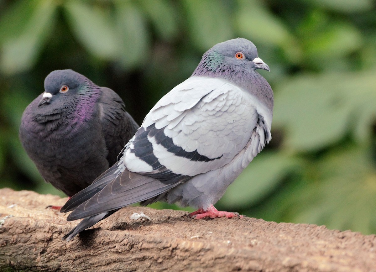 Rock Pigeon (Feral Pigeon) - ML205549931