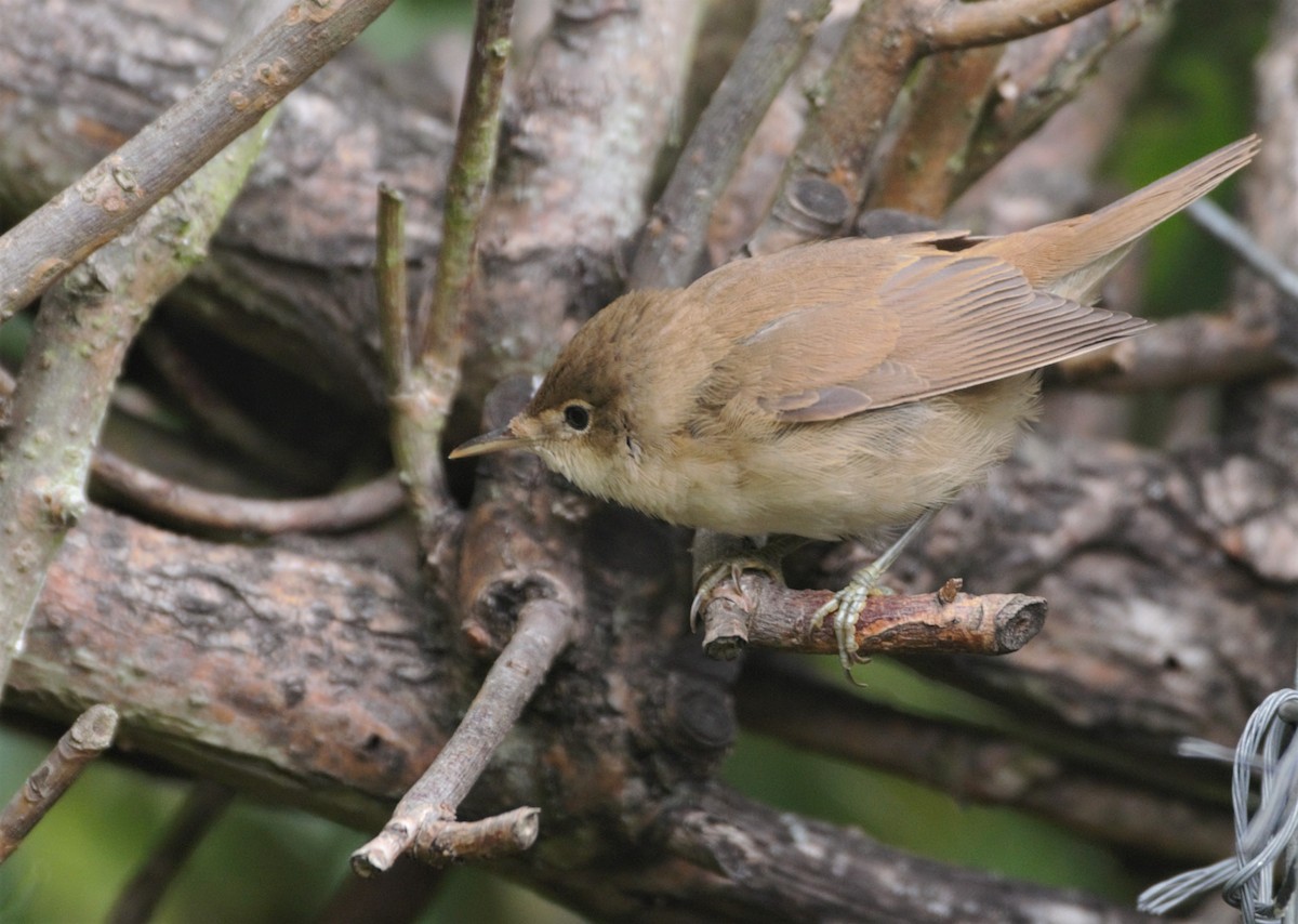 Common Reed Warbler (Common) - ML205550301