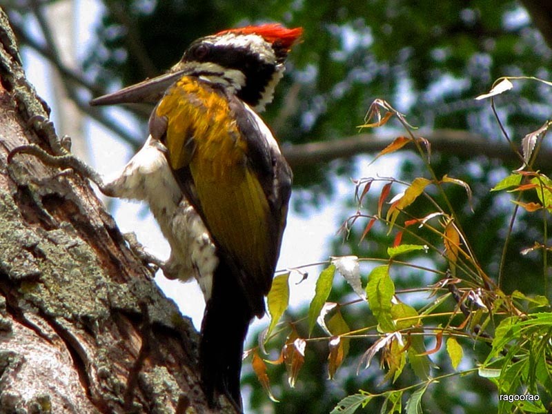 White-naped Woodpecker - Ragoo  Rao
