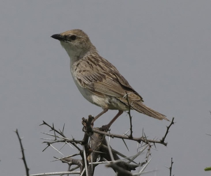 Bristled Grassbird - Jugal Tiwari