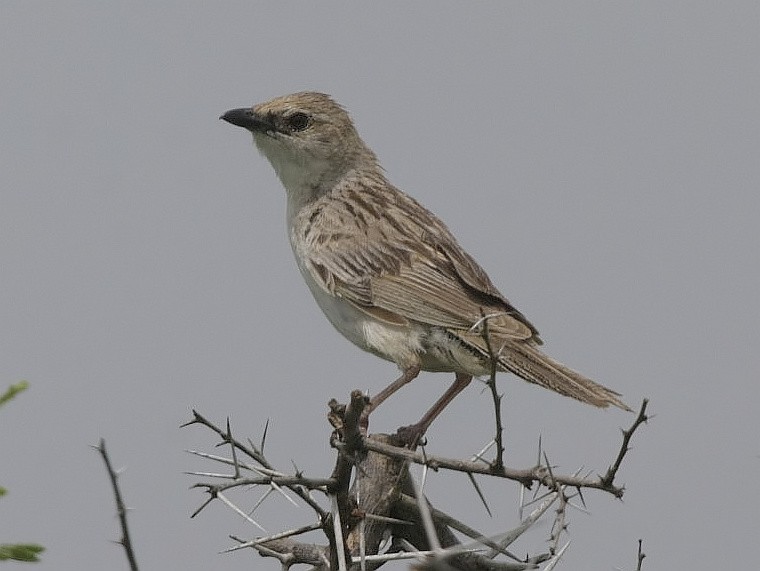 Bristled Grassbird - Jugal Tiwari