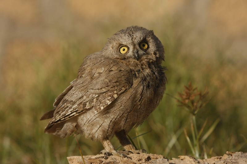 Pallid Scops-Owl - Jugal Tiwari