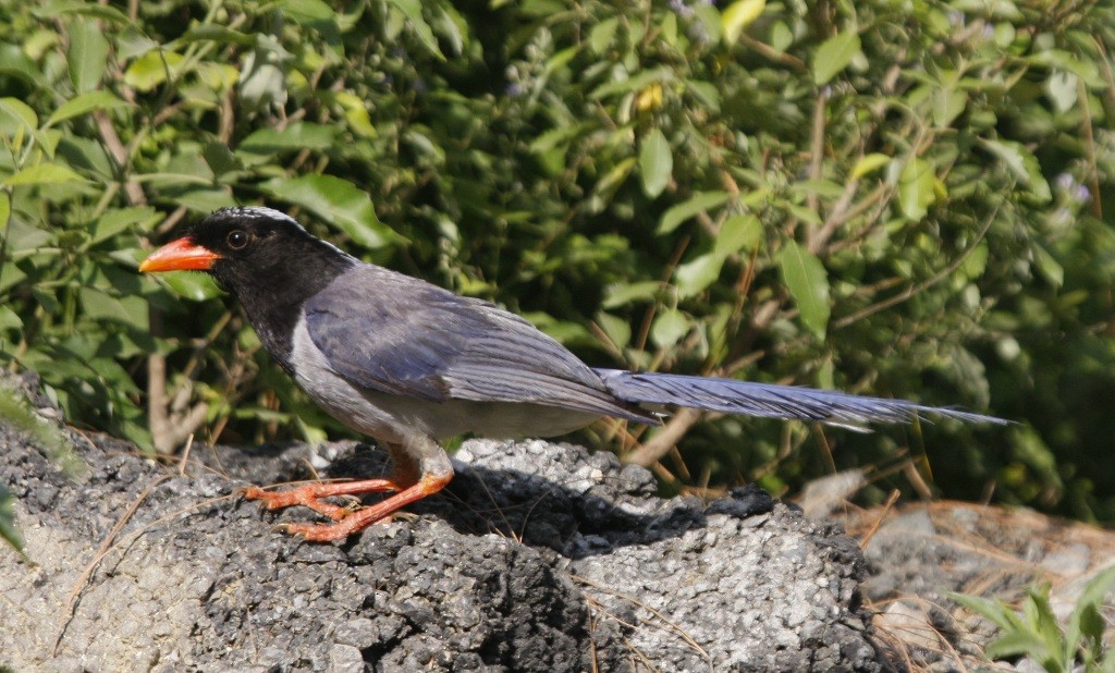 Red-billed Blue-Magpie - Jugal Tiwari