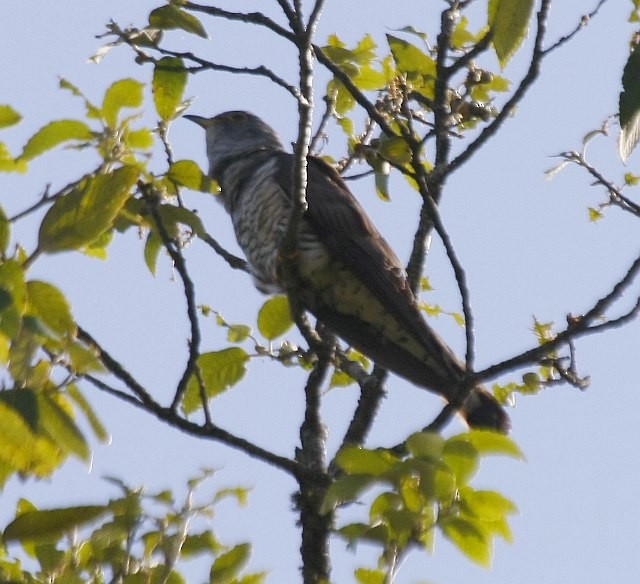 Indian Cuckoo - Jugal Tiwari