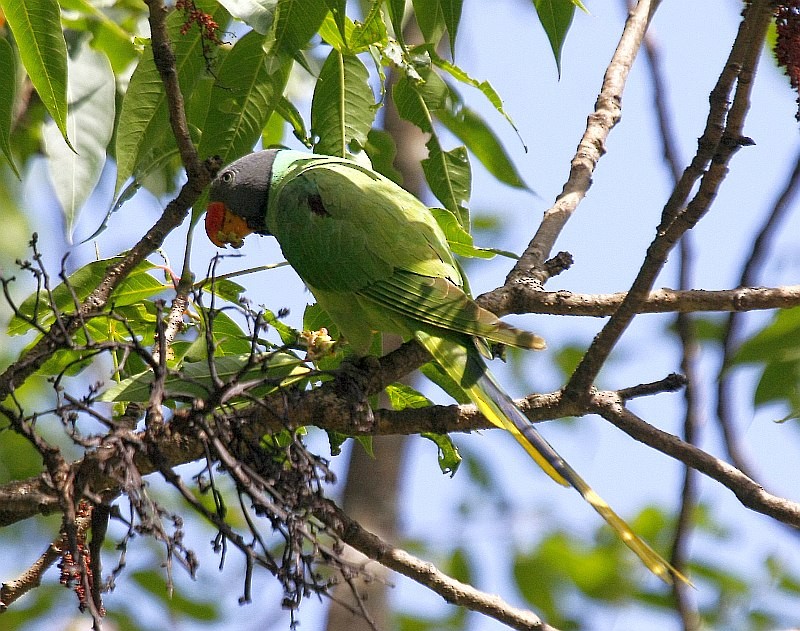 Slaty-headed Parakeet - Jugal Tiwari