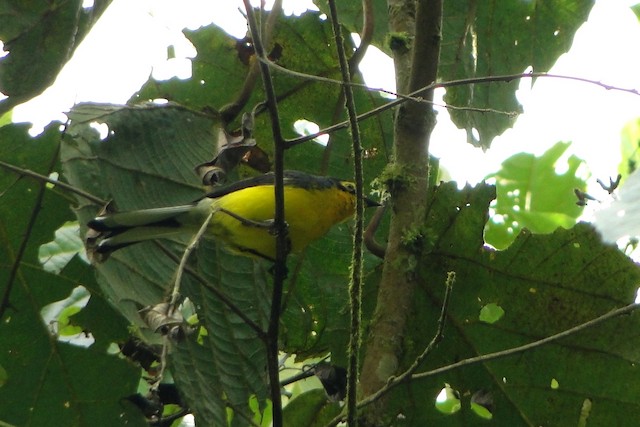 Photos - Spectacled Redstart - Myioborus melanocephalus - Birds of the ...