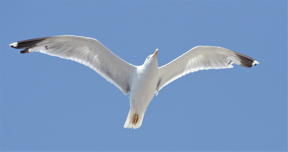 Yellow-legged Gull (michahellis) - Nicholas Talbot