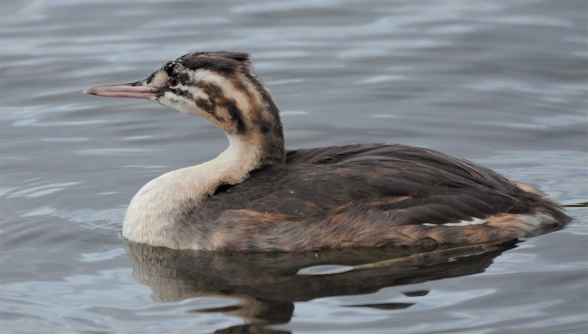 Great Crested Grebe - Nicholas Talbot