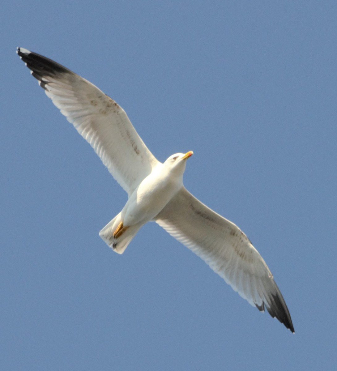 Yellow-legged Gull (michahellis) - Nicholas Talbot