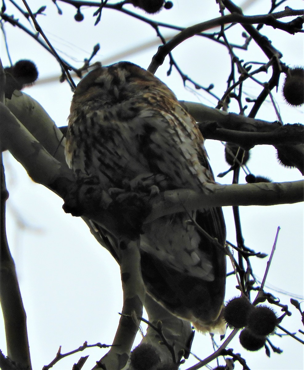 Tawny Owl - Nicholas Talbot