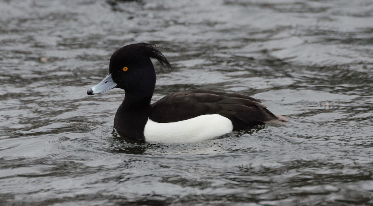 Tufted Duck - ML205552371