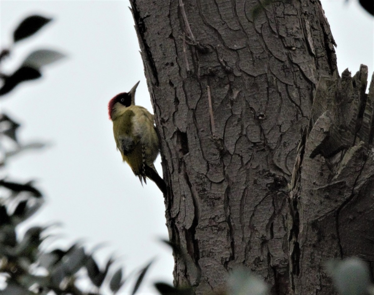Eurasian Green Woodpecker (Eurasian) - Nicholas Talbot