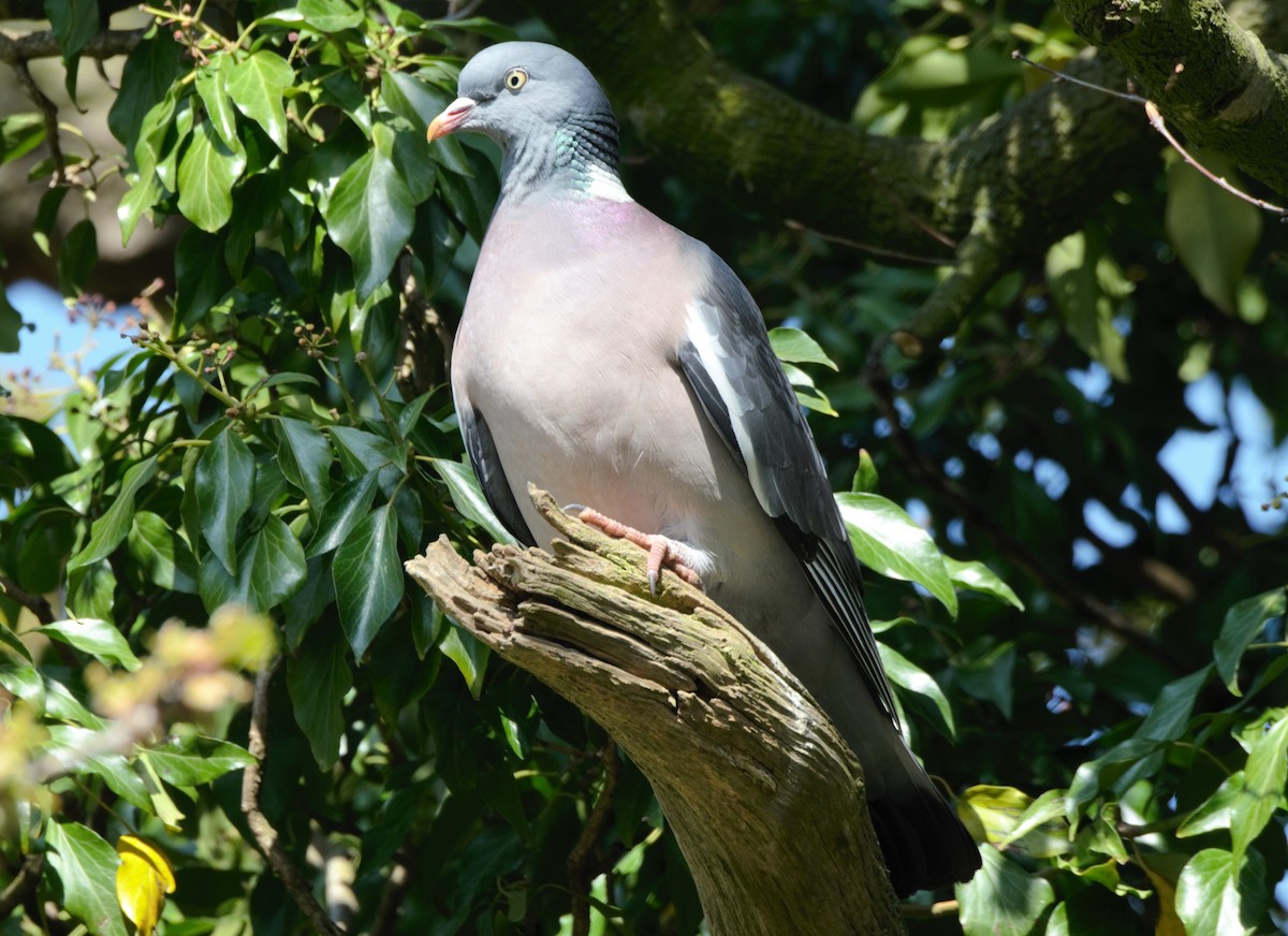 Common Wood-Pigeon (White-necked) - Nicholas Talbot