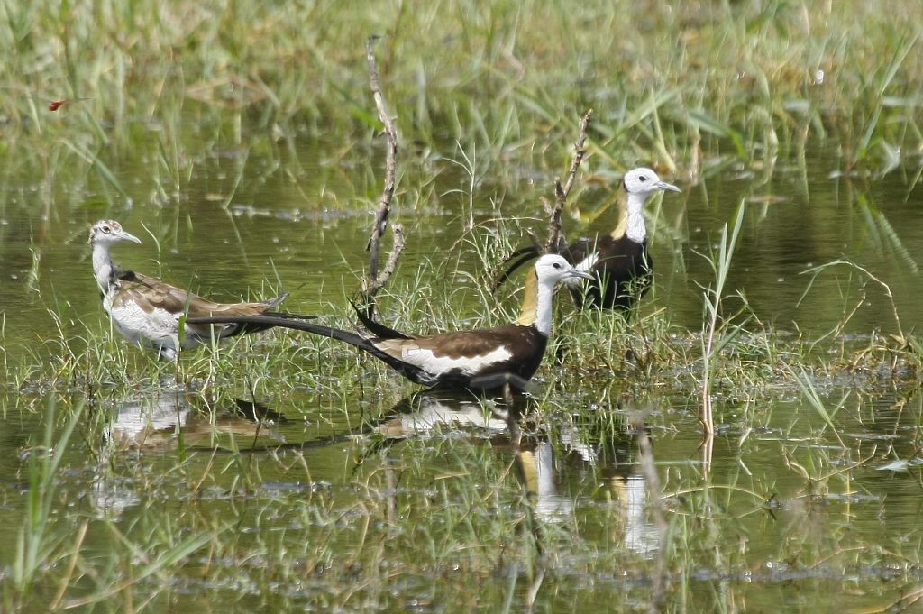 Pheasant-tailed Jacana - Jugal Tiwari