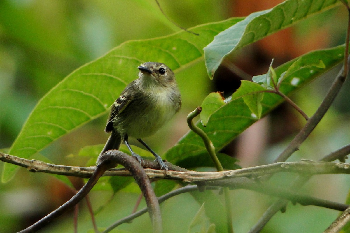 Smoky-fronted Tody-Flycatcher - ML205554281