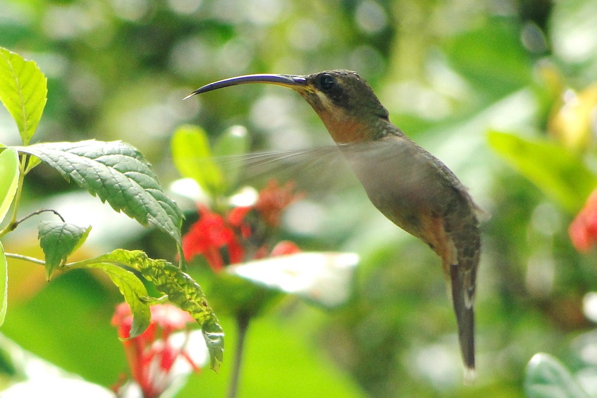 Rufous-breasted Hermit - ML205554491