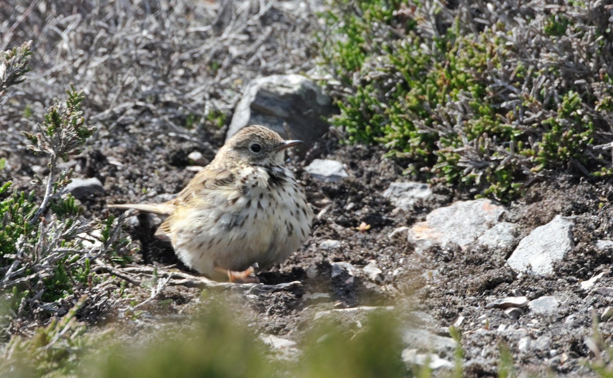 Meadow Pipit - ML205554611