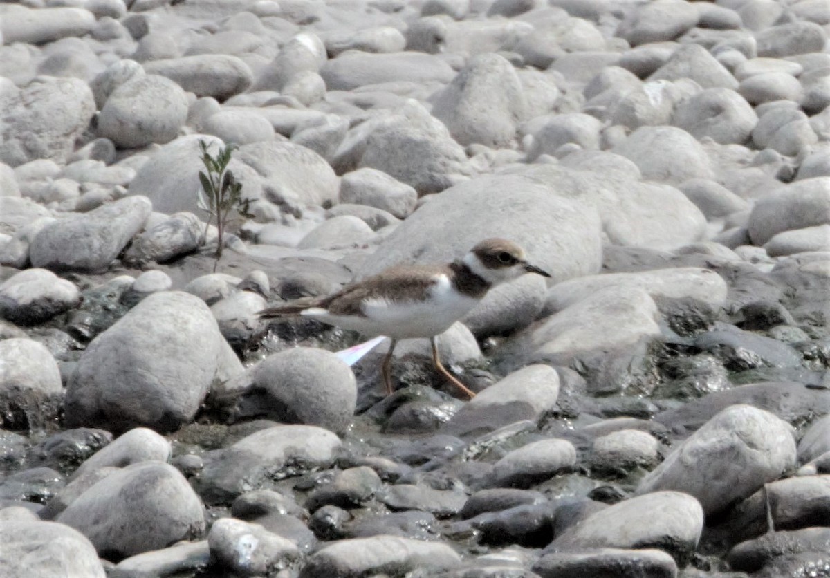 Little Ringed Plover (curonicus) - Nicholas Talbot