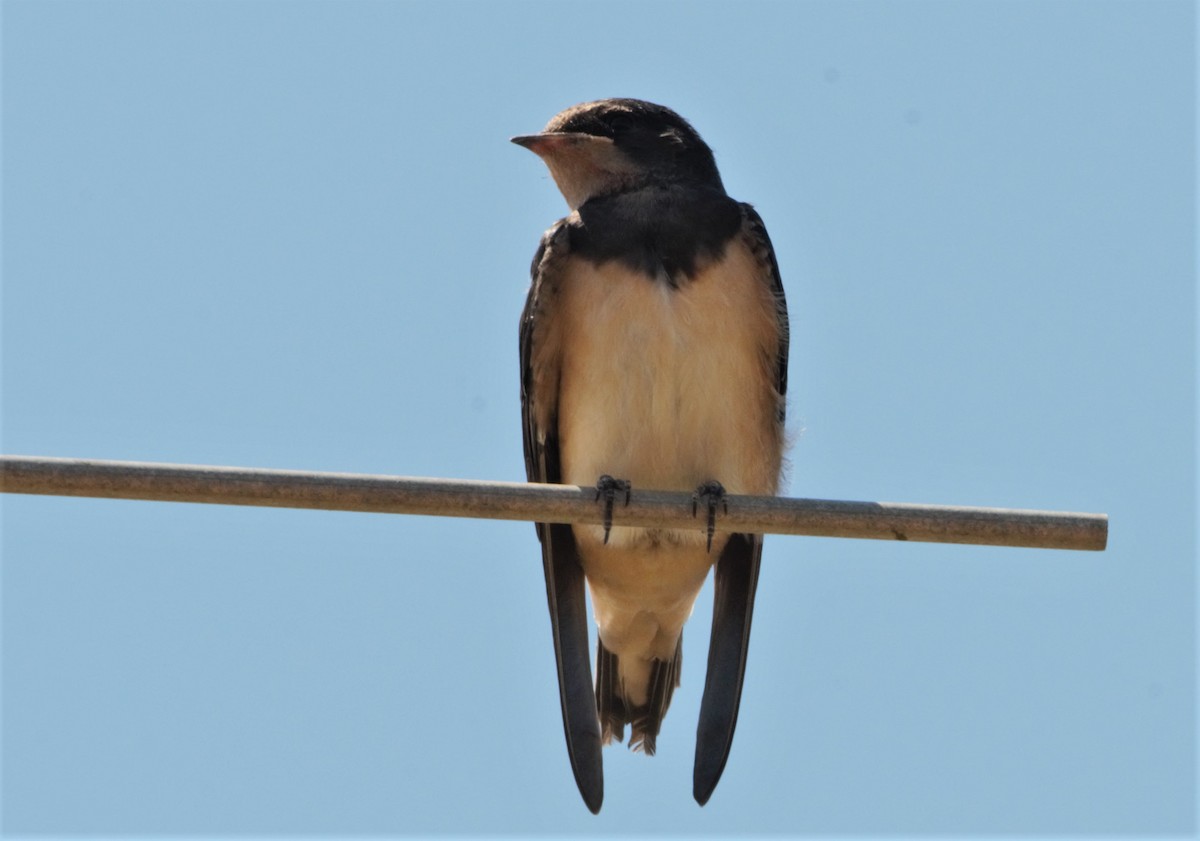 Barn Swallow (White-bellied) - Nicholas Talbot