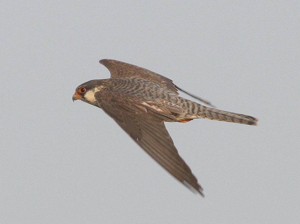Amur Falcon - Jugal Tiwari