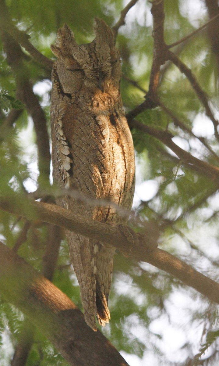 Pallid Scops-Owl - Jugal Tiwari