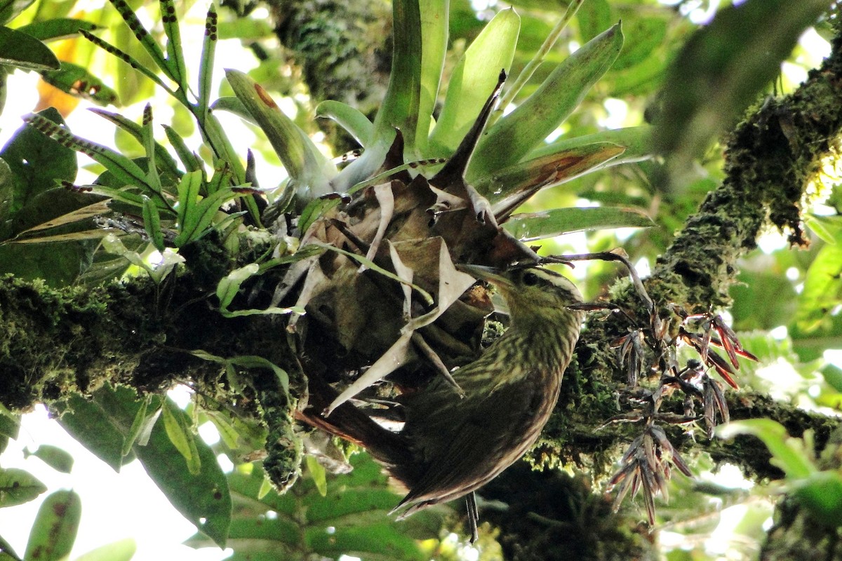Pale-browed Treehunter (Rufous-tailed) - Carlos Otávio Gussoni