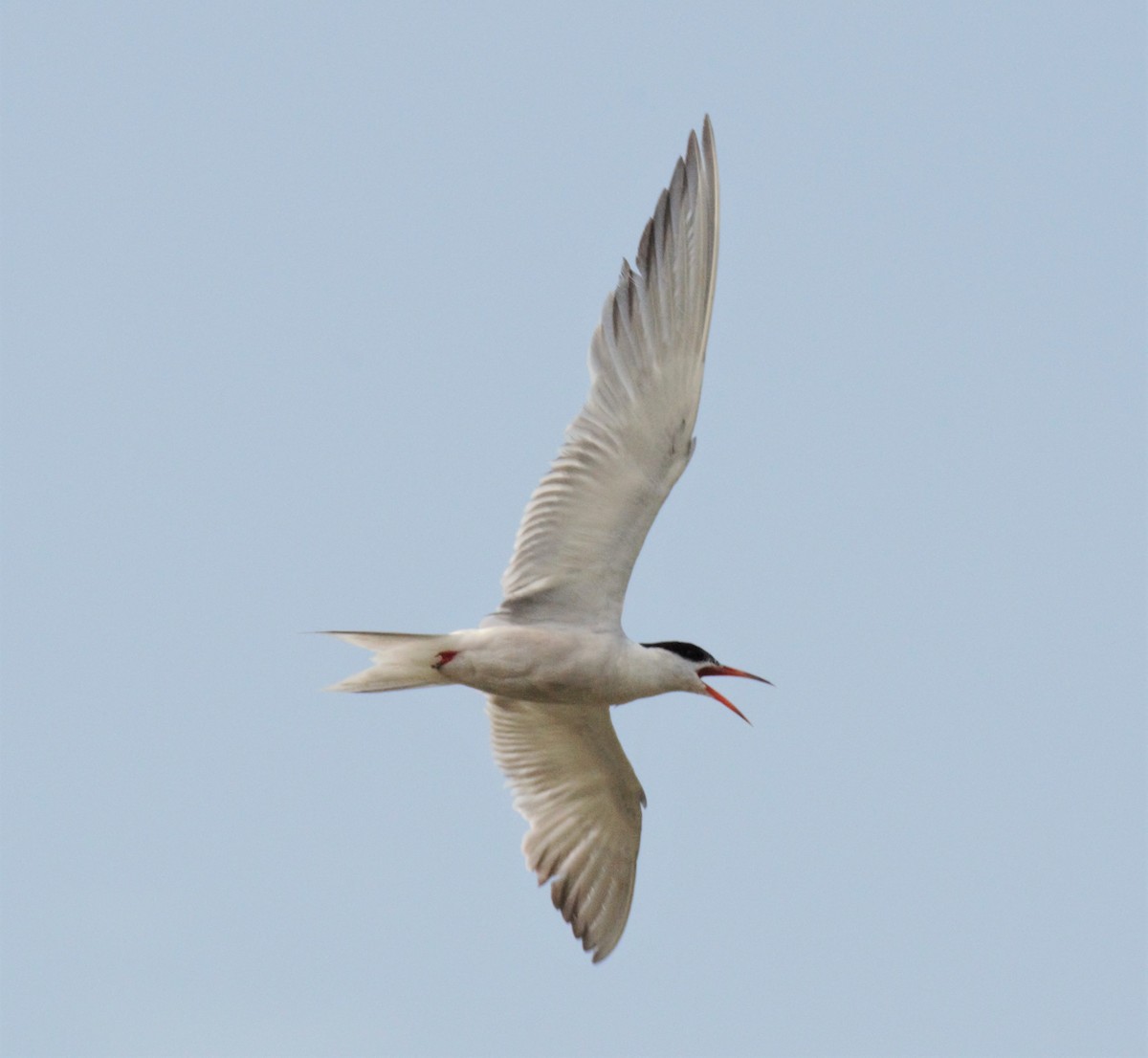 Common Tern (hirundo/tibetana) - Nicholas Talbot