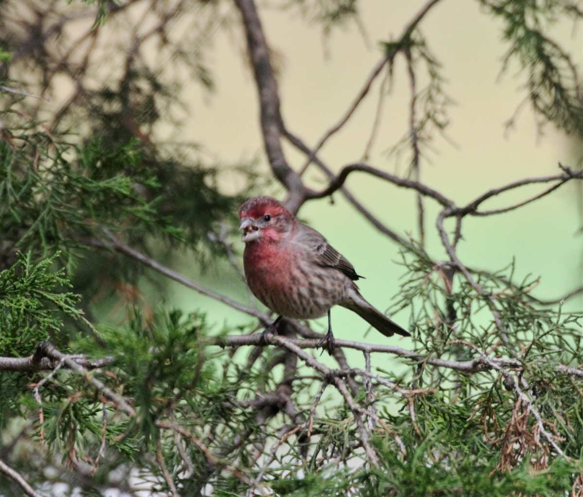 House Finch (Common) - ML205557351