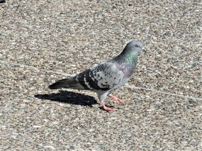 Rock Pigeon (Feral Pigeon) - ML205557361