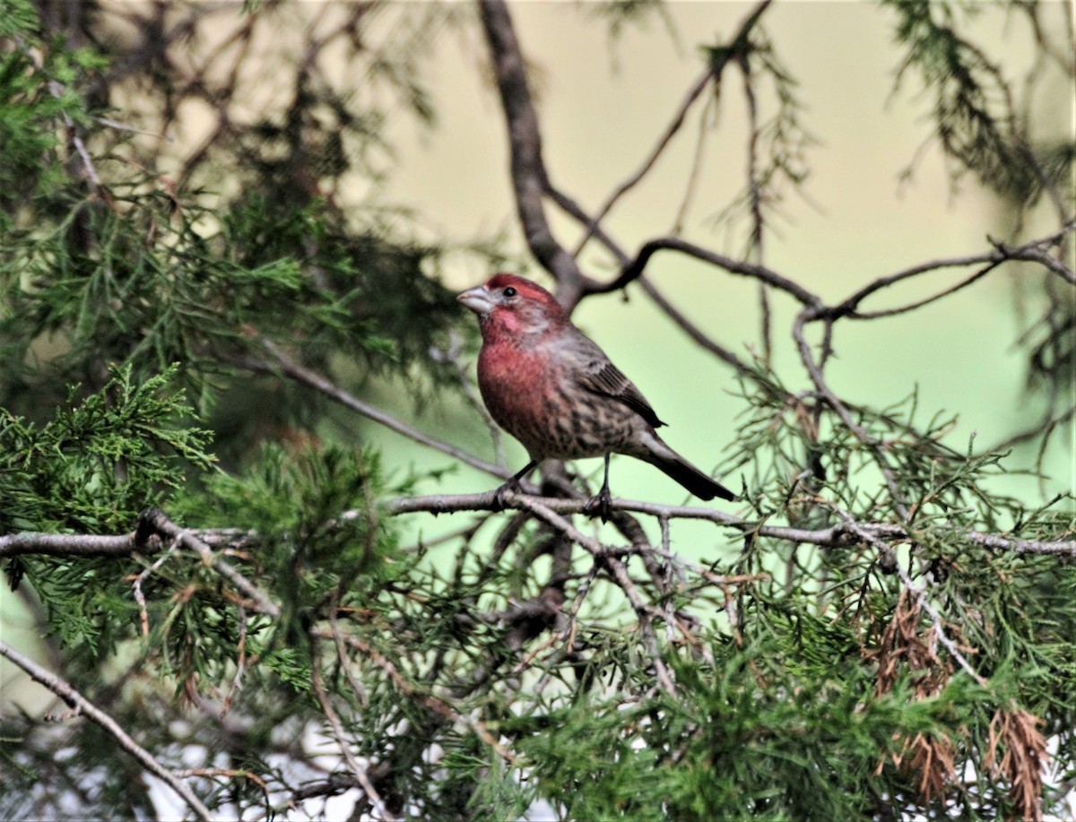 House Finch (Common) - ML205557371