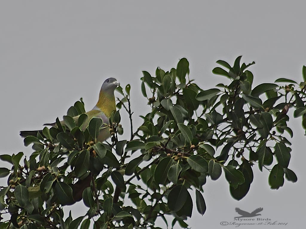 Yellow-footed Green-Pigeon - ML205558151