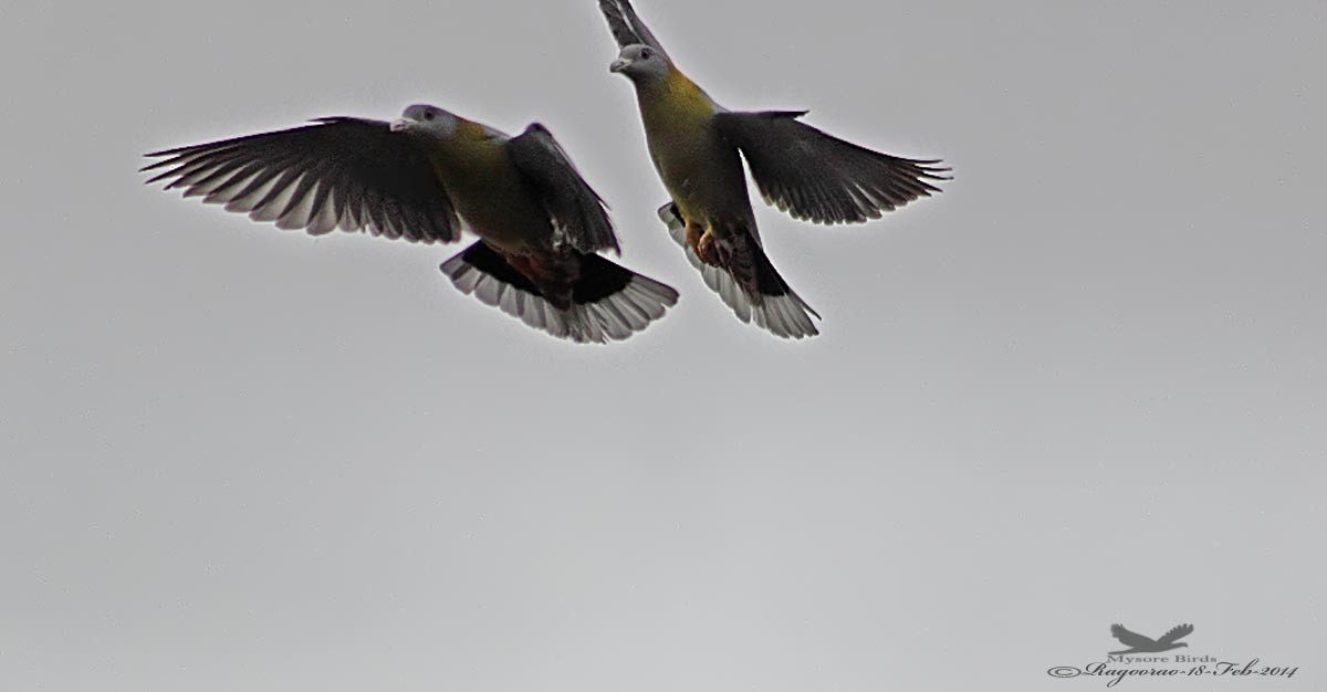 Yellow-footed Green-Pigeon - Ragoo  Rao