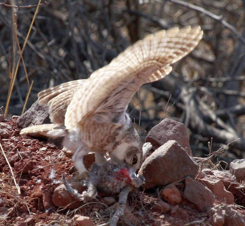 Spotted Owlet - Jugal Tiwari