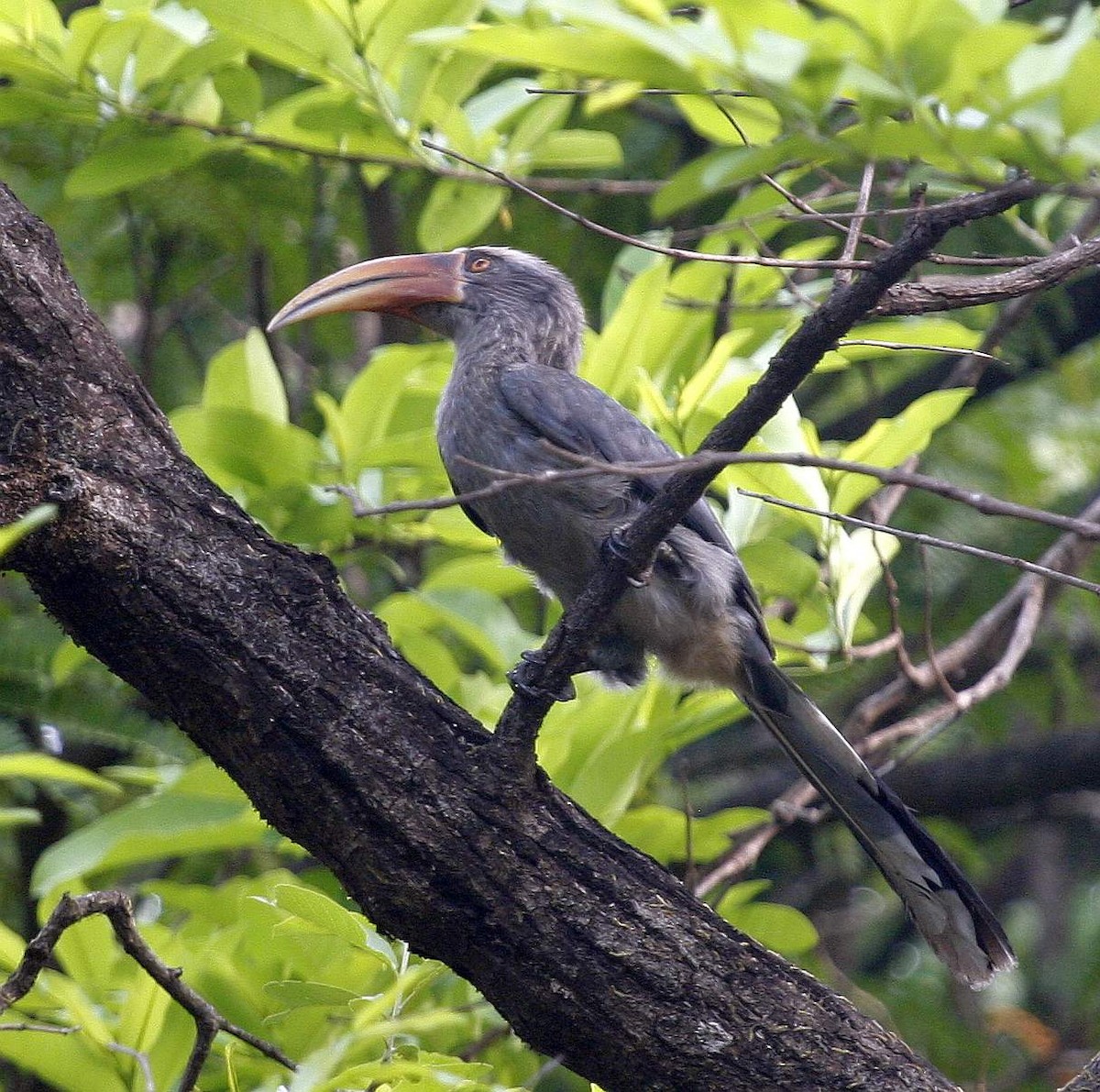 Malabar Gray Hornbill - Jugal Tiwari