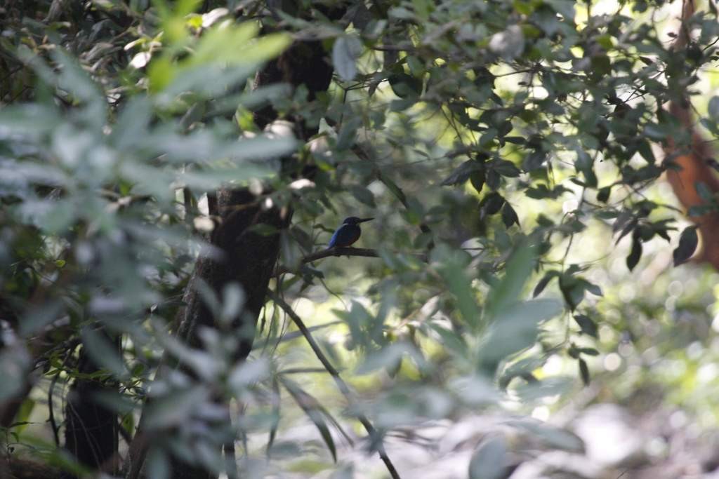 Blue-eared Kingfisher - Jugal Tiwari
