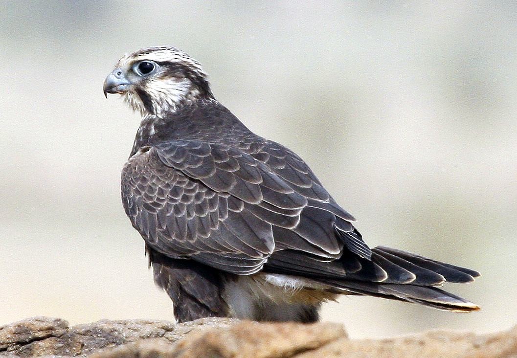Laggar Falcon - Jugal Tiwari
