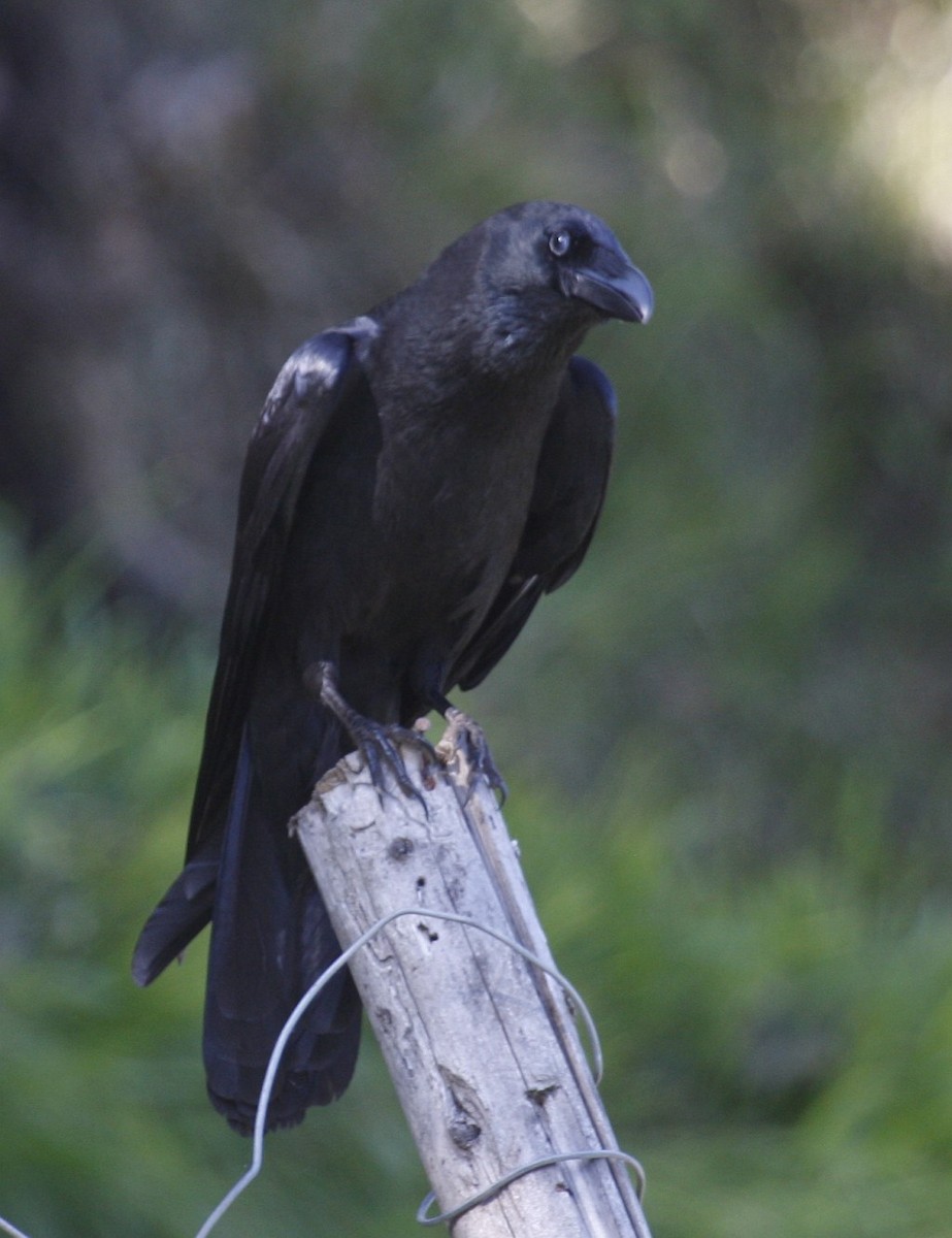 Large-billed Crow - Jugal Tiwari