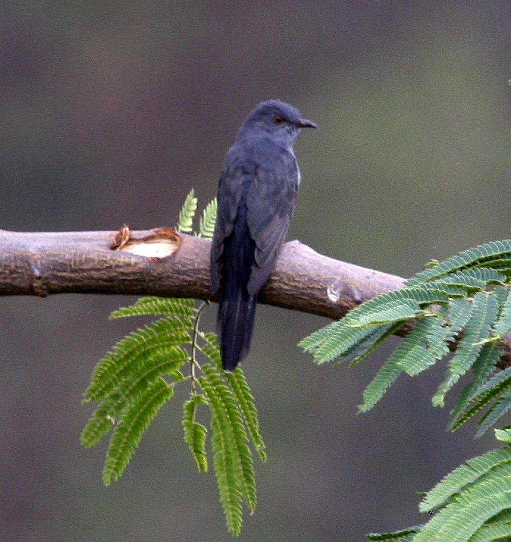 Gray-bellied Cuckoo - Jugal Tiwari