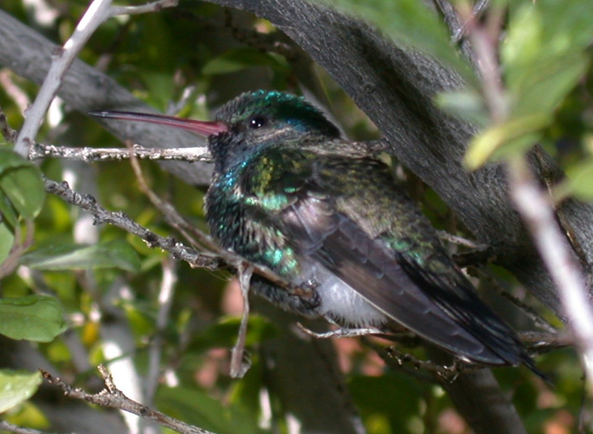 Broad-billed Hummingbird - Jugal Tiwari