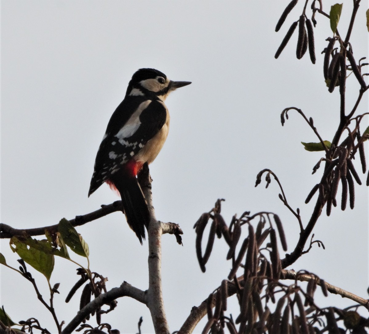 Great Spotted Woodpecker (Great Spotted) - ML205559291