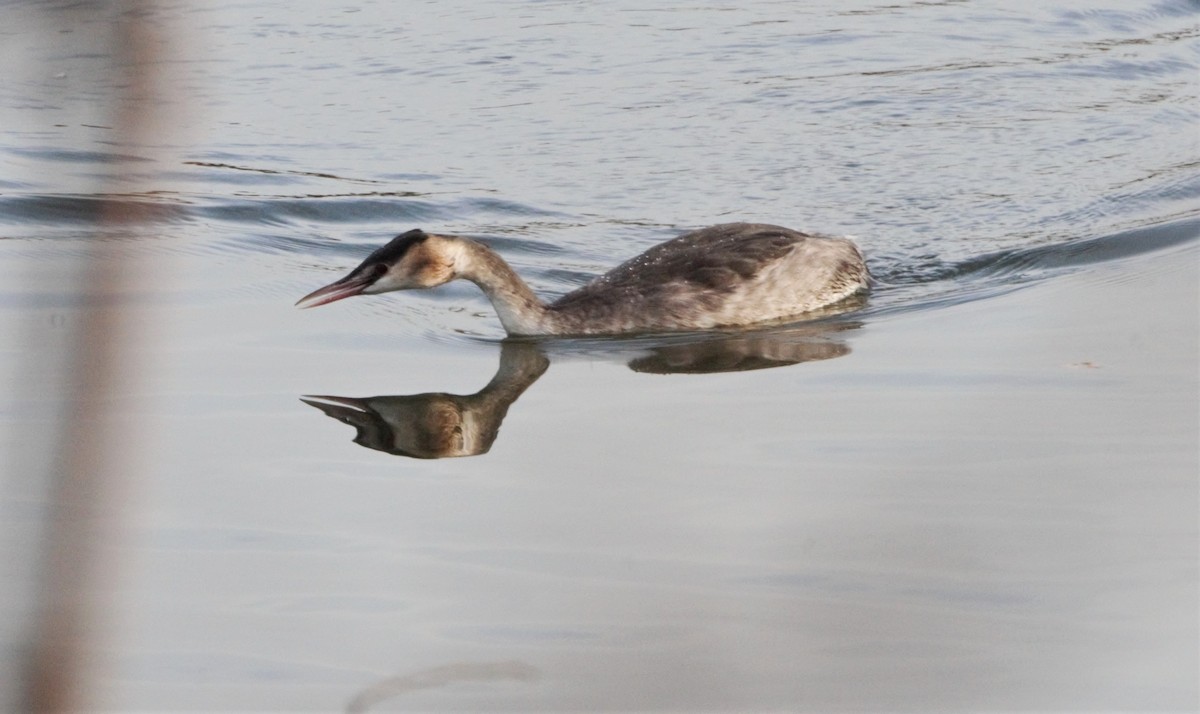 Great Crested Grebe - ML205559301