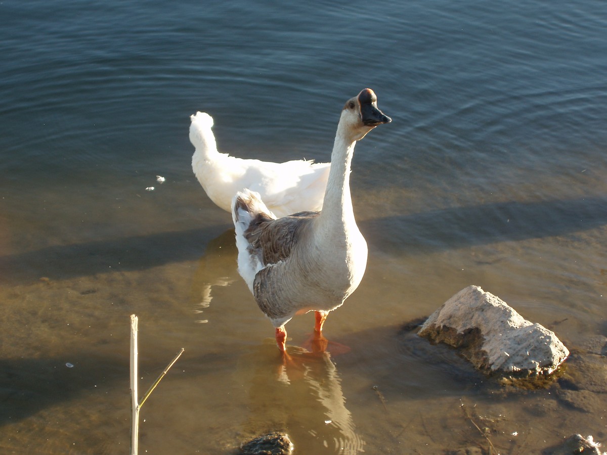 Graylag x Swan Goose (hybrid) - Steve Gooch
