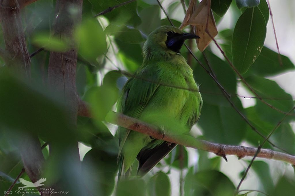 Jerdon's Leafbird - Ragoo  Rao